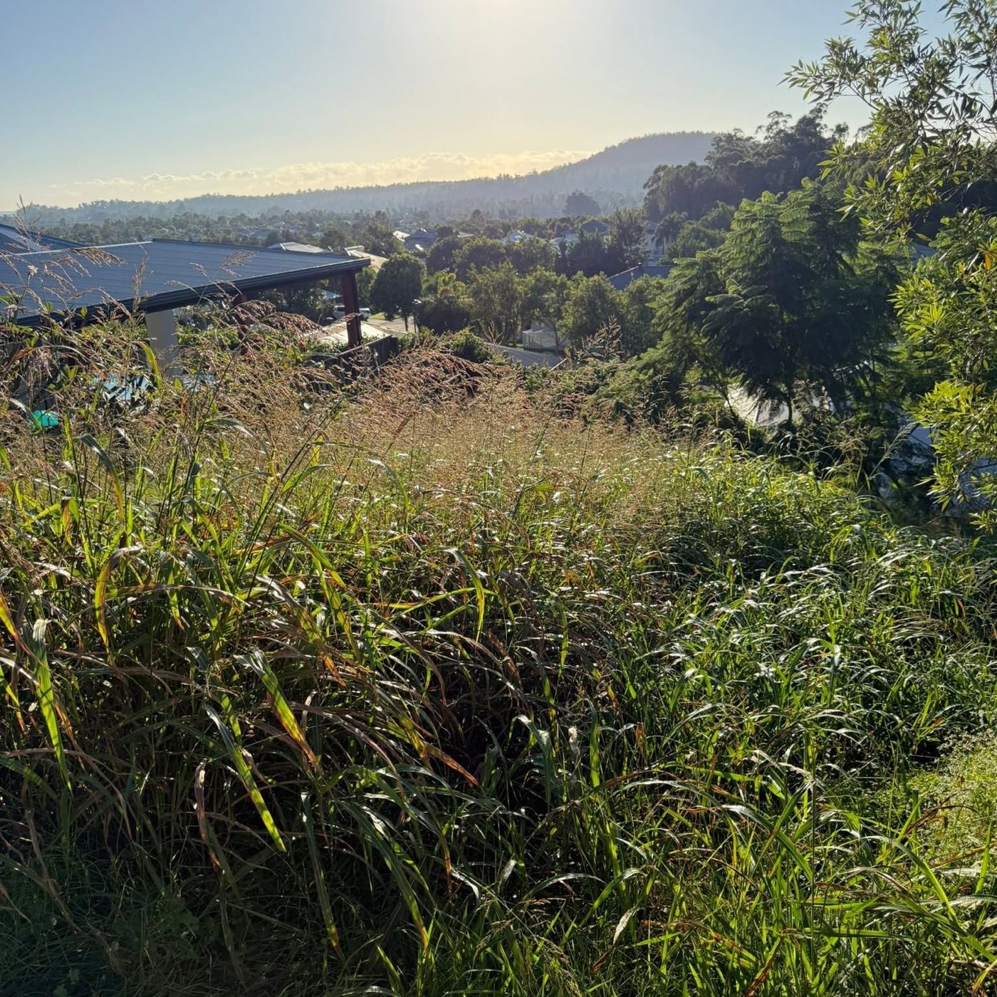An overgrown hillside block with long grass and the hinterland in the distance