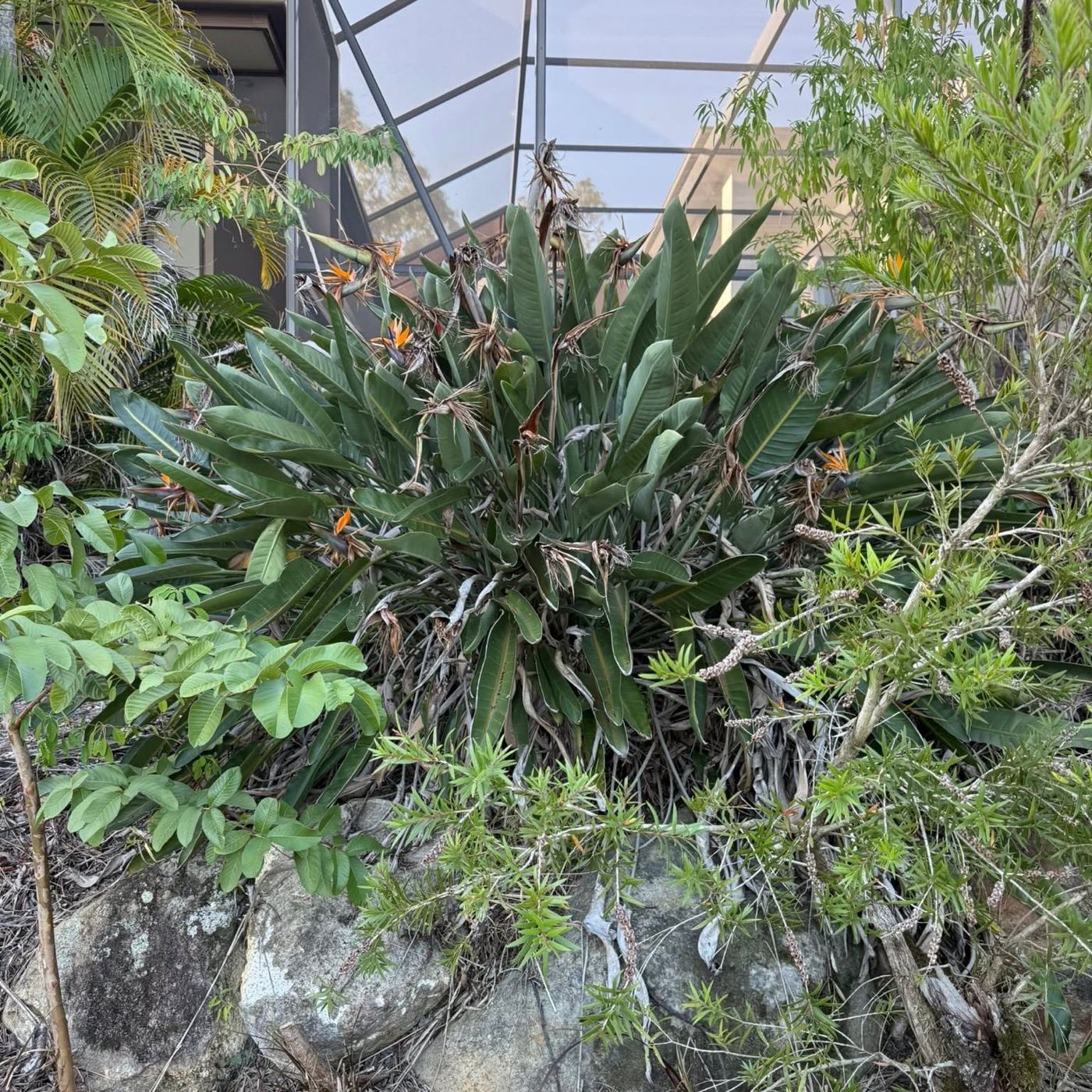 An overgrown bed of dead grass and weeds along a rock wall