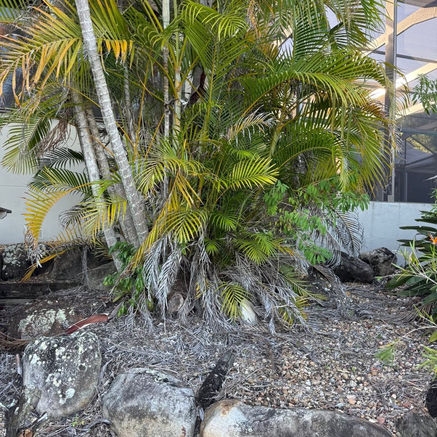 Palms with dead fronds hanging over a rock wall, waiting to be cut back