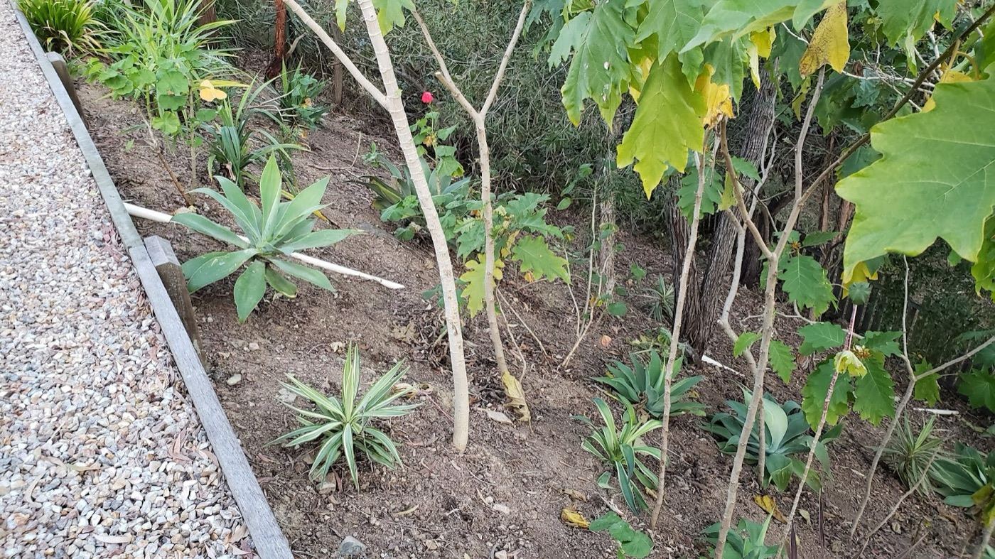 A planted garden bed with agaves and young trees, edged in timber beside a gravel path