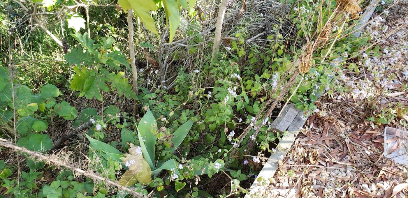 An overgrown, weedy garden bed before a cleanup
